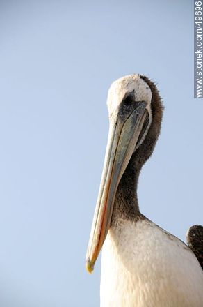 Pelican in the port of Arica. - Chile - Others in SOUTH AMERICA. Photo #49696