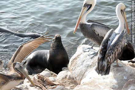 Sea lions and pelicans - Chile - Others in SOUTH AMERICA. Photo #49694