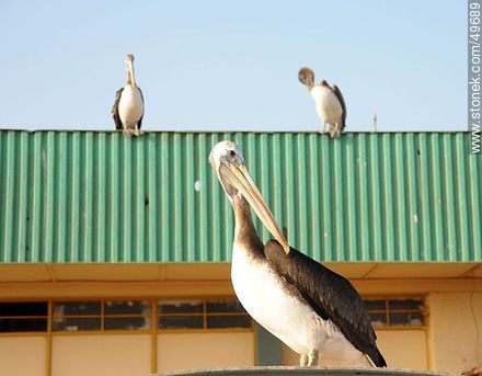 Pelícanos en el puerto de Arica. - Chile - Otros AMÉRICA del SUR. Foto No. 49689