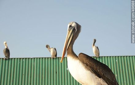 Pelicans in the port of Arica. - Chile - Others in SOUTH AMERICA. Photo #49688