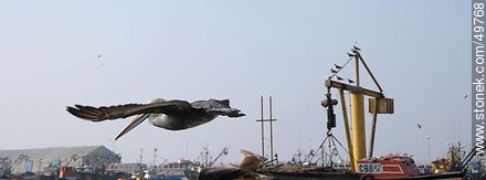 Pelicans in the Port of Arica - Chile - Others in SOUTH AMERICA. Photo #49768