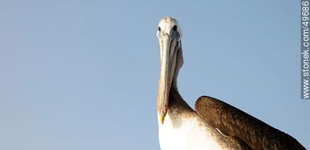 Pelican in the port of Arica. - Chile - Others in SOUTH AMERICA. Photo #49686