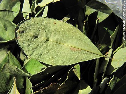 Coca leaves. - Chile - Others in SOUTH AMERICA. Photo #49957