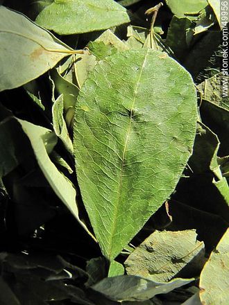 Coca leaves. - Chile - Others in SOUTH AMERICA. Photo #49956