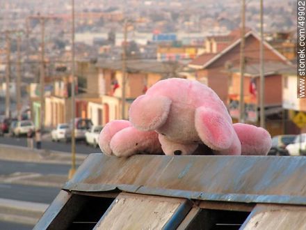 Pink Bear abandoned - Chile - Others in SOUTH AMERICA. Photo #49902