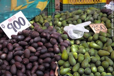 Avocados - Chile - Others in SOUTH AMERICA. Photo #50009