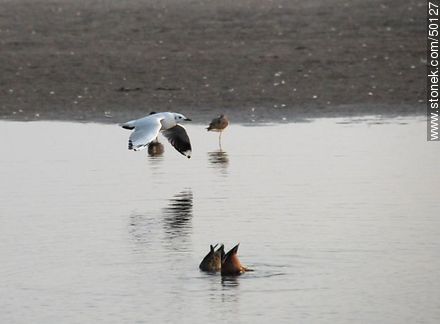 Aves en el humedal de la desembocadura del Río Lluta. - Chile - Otros AMÉRICA del SUR. Foto No. 50127