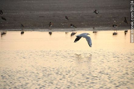 Aves en el humedal de la desembocadura del Río Lluta. - Chile - Otros AMÉRICA del SUR. Foto No. 50124