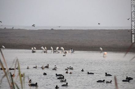 Aves en el humedal de la desembocadura del Río Lluta. Garzas, flamencos, patos capuchinos, gaviotas, gallaretas andinas. - Chile - Otros AMÉRICA del SUR. Foto No. 50122