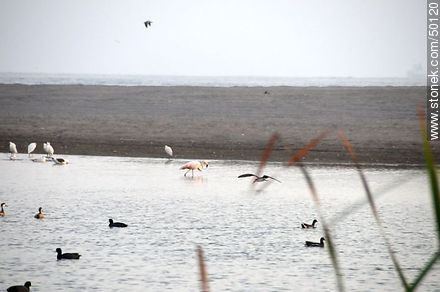 Wetland birds in the river mouth Lluta.  - Chile - Others in SOUTH AMERICA. Photo #50120