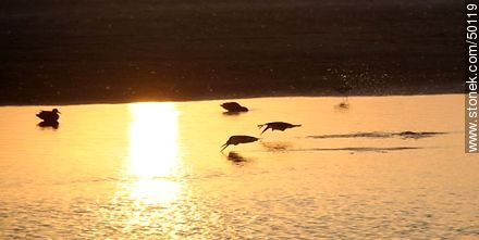 Aves en el humedal de la desembocadura del Río Lluta. Rayadores o Picos Tijera. - Chile - Otros AMÉRICA del SUR. Foto No. 50119