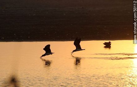Aves en el humedal de la desembocadura del Río Lluta. Rayadores dejando el surco en el agua. - Chile - Otros AMÉRICA del SUR. Foto No. 50112