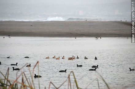 Aves en el humedal de la desembocadura del Río Lluta en el océano Pacífico. - Chile - Otros AMÉRICA del SUR. Foto No. 50111