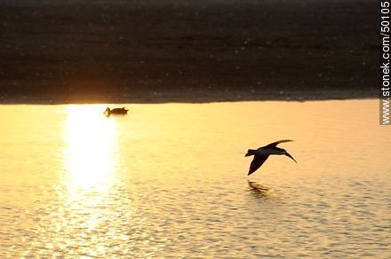 Aves en el humedal de la desembocadura del Río Lluta.  Rayador o Pico Tijera. - Chile - Otros AMÉRICA del SUR. Foto No. 50105