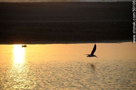 Aves en el humedal de la desembocadura del Río Lluta.  Rayador o Pico Tijera. - Chile - Otros AMÉRICA del SUR. Foto No. 50106