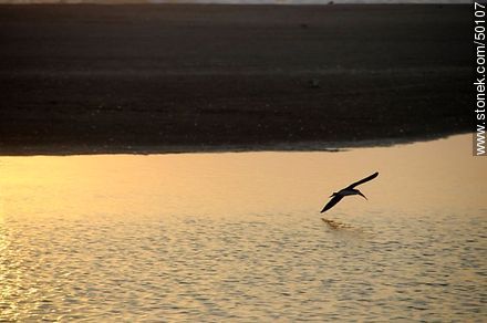 Aves en el humedal de la desembocadura del Río Lluta. Rayador o Pico Tijera. - Chile - Otros AMÉRICA del SUR. Foto No. 50107