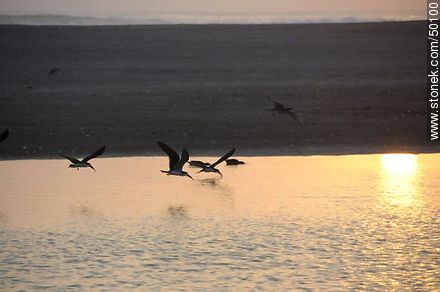 Aves en el humedal de la desembocadura del Río Lluta. Bandada de Rayadores o Picos Tijera. - Chile - Otros AMÉRICA del SUR. Foto No. 50100