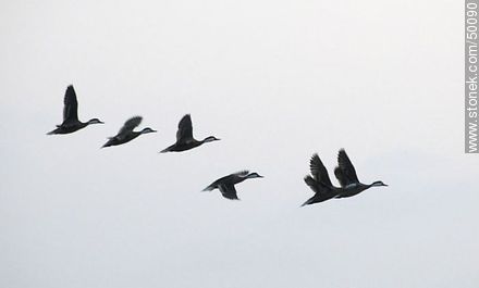 Aves en el humedal de la desembocadura del Río Lluta. - Chile - Otros AMÉRICA del SUR. Foto No. 50090
