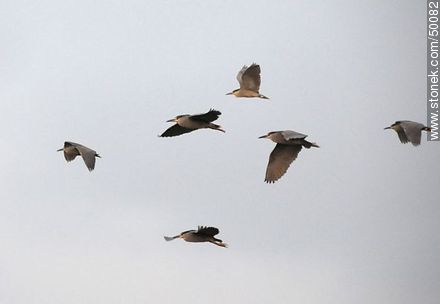 Aves en el humedal de la desembocadura del Río Lluta.  Garzas brujas en vuelo. - Chile - Otros AMÉRICA del SUR. Foto No. 50082