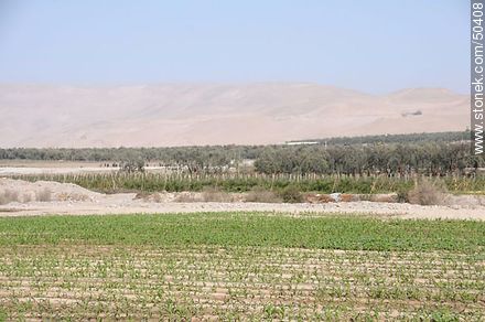 Plantaciones en el valle de Azapa - Chile - Otros AMÉRICA del SUR. Foto No. 50408