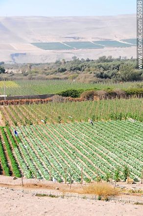 Plantations in the Valley of Azapa.  - Chile - Others in SOUTH AMERICA. Photo #50396