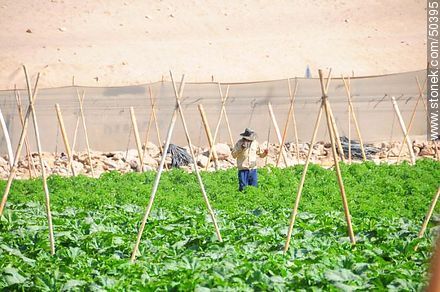 Plantaciones en el Valle de Azapa. Campesino inspeccionando sus cultivos. - Chile - Otros AMÉRICA del SUR. Foto No. 50395