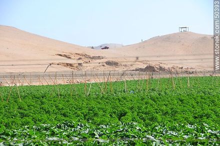 Plantaciones en el Valle de Azapa. - Chile - Otros AMÉRICA del SUR. Foto No. 50393