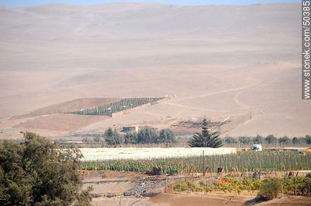 Plantations in the Valley of Azapa - Chile - Others in SOUTH AMERICA. Photo #50385