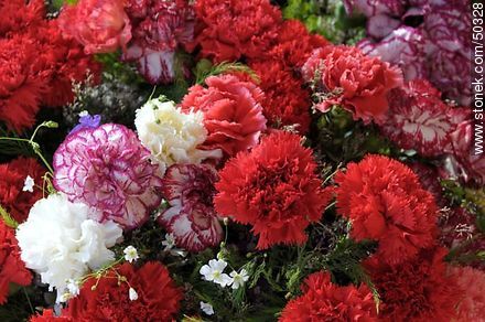 Bouquets of carnations - Chile - Others in SOUTH AMERICA. Photo #50328