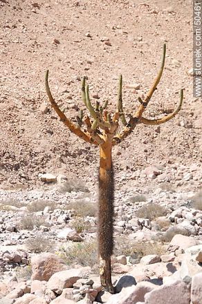 Cardón o Cactus Candelaria. Altitud: 2400m. - Chile - Otros AMÉRICA del SUR. Foto No. 50461