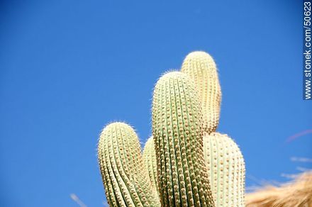 Cactus en Zapahuira - Chile - Otros AMÉRICA del SUR. Foto No. 50623