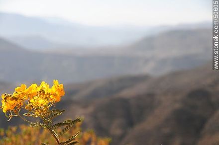 Flores silvestres de los Andes - Chile - Otros AMÉRICA del SUR. Foto No. 50605