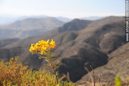 Flores silvestres de los Andes - Chile - Otros AMÉRICA del SUR. Foto No. 50604