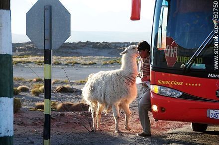 Llama Loly, mascota del Retén Chucuyo, buscando amistad con los turistas. - Chile - Otros AMÉRICA del SUR. Foto No. 50750
