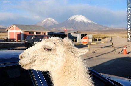 Llama Loly, mascota del Retén Chucuyo. - Chile - Otros AMÉRICA del SUR. Foto No. 50747