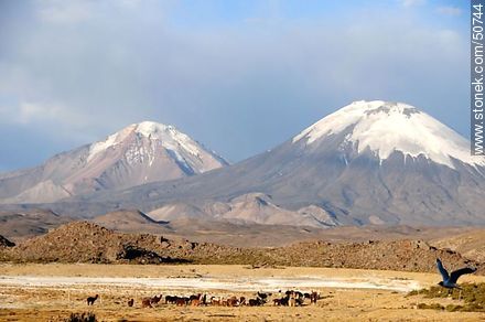 Pomerape Volcanoes Parinacota and Route 11 from Chile - Chile - Others in SOUTH AMERICA. Photo #50744