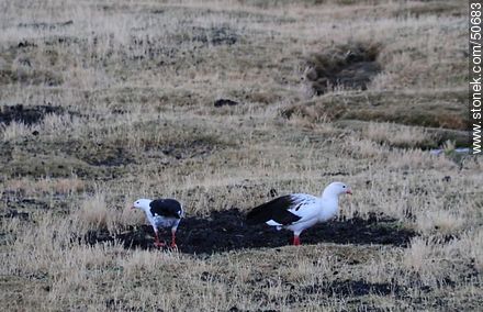 Guallatas or Andean geese. - Chile - Others in SOUTH AMERICA. Photo #50683