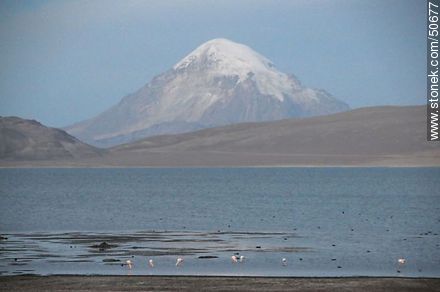 Lake Chungará (Chile) and Volcano Sajama (Bolivia). Giant coots and Chilean flamingos. - Chile - Others in SOUTH AMERICA. Photo #50677