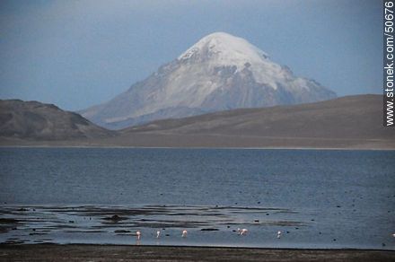 Lake Chungará (Chile) and Volcano Sajama (Bolivia). Giant coots and Chilean flamingos. - Chile - Others in SOUTH AMERICA. Photo #50676