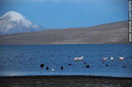 Lake Chungará (Chile) and Volcano Sajama (Bolivia). Giant coots and Chilean flamingos. - Chile - Others in SOUTH AMERICA. Photo #50674