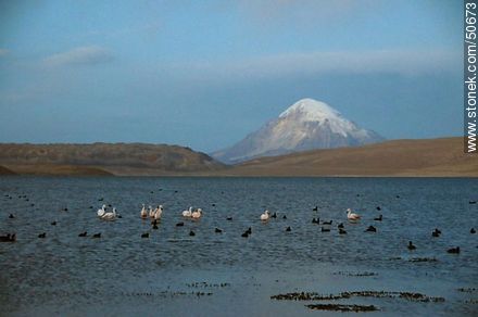 Lago Chungará (Chile) y Volcán Sajama (Bolivia). Taguas gigantes y flamencos chilenos. - Chile - Otros AMÉRICA del SUR. Foto No. 50673