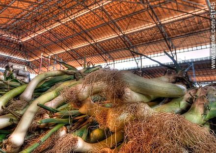Puerros en el Mercado Agrícola - Departamento de Montevideo - URUGUAY. Foto No. 51145