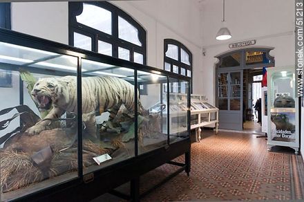 Natural History Museum of the IAVA - Department of Montevideo - URUGUAY. Foto No. 51213