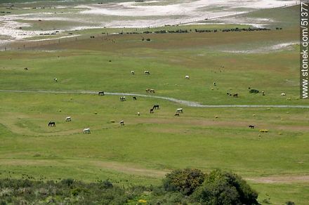 Manada de caballos en la cuenca del arroyo Maldonado - Departamento de Maldonado - URUGUAY. Foto No. 51377