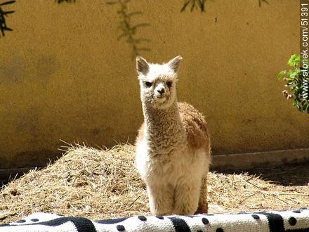 Cría de alpaca. - Chile - Otros AMÉRICA del SUR. Foto No. 51391