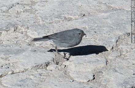 Bird in Parinacota - Fauna - MORE IMAGES. Photo #51560