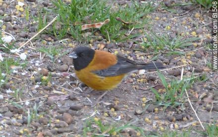 Black - hooded sierra - finch - Chile - Others in SOUTH AMERICA. Photo #51506