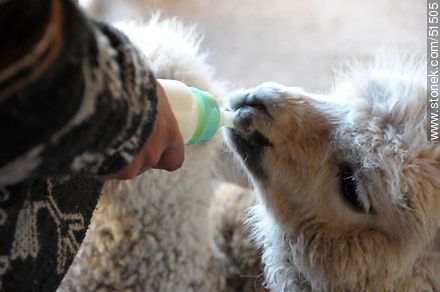 Llama and alpaca babies feeding themselves by bottle - Chile - Others in SOUTH AMERICA. Photo #51505