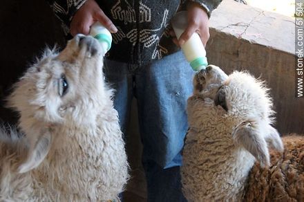 Llama and alpaca babies feeding themselves by bottle - Fauna - MORE IMAGES. Photo #51504