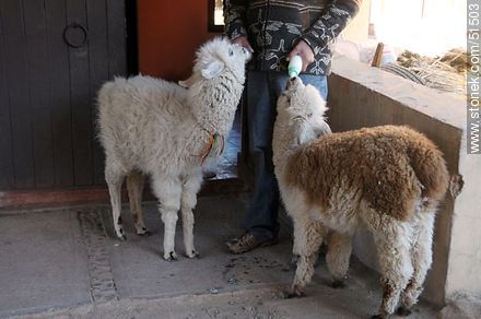 Llama and alpaca babies feeding themselves by bottle - Chile - Others in SOUTH AMERICA. Photo #51503